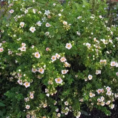 Лапчатка ПИНК КВИН кустарниковая в Мозыре