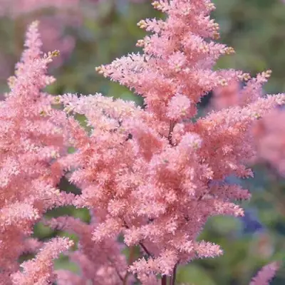 Астильба ГЛИТТЕР ЭНД ГЛАМУР китайская в Мозыре