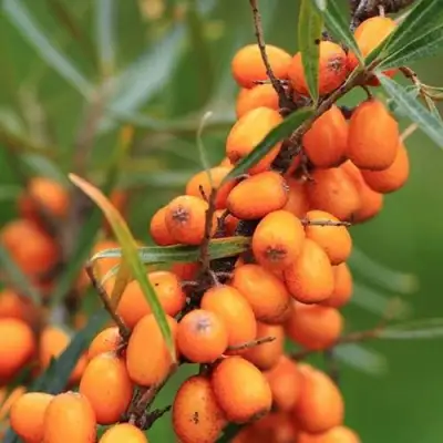 Облепиха АЛТАЙСКАЯ в Мозыре