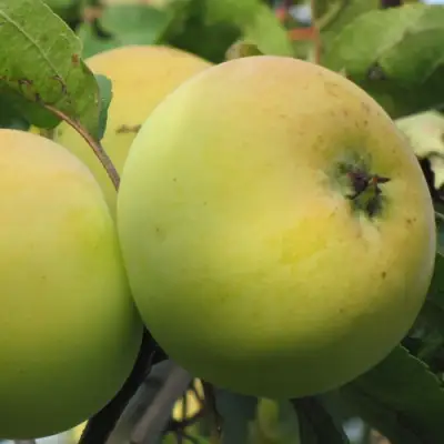 Яблоня РОССИЯНКА в Мозыре