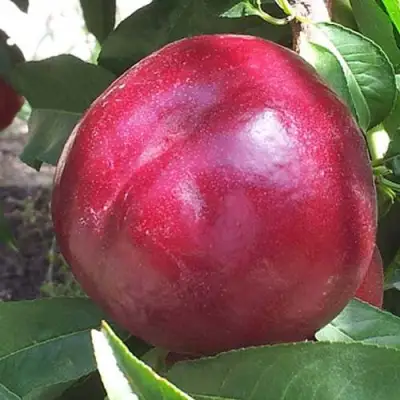 Нектарин ЭКСТРИМ БЬЮТИ в Мозыре