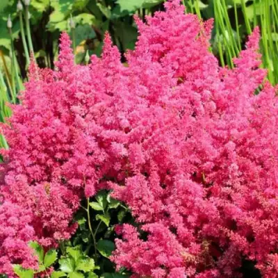 Астильба САННИ ДЕЙ гибридная в Мозыре