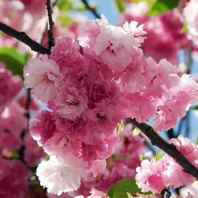 Сакура ПИНК ПЕРФЕКШН в Мозыре