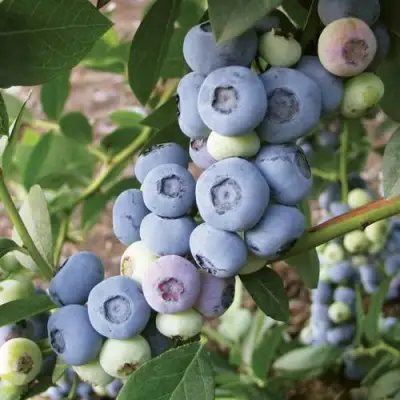 Голубика ЛИБЕРТИ в Мозыре