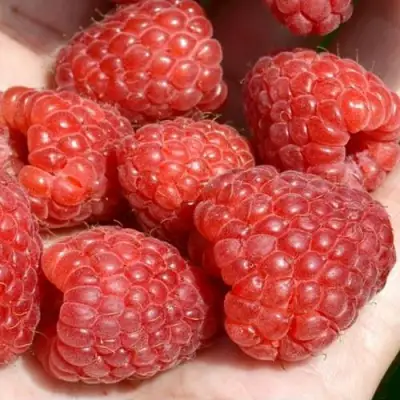 Малина ХЕРИТЕЙДЖ в Мозыре