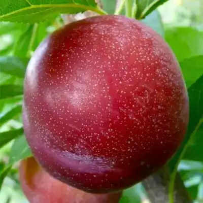 Слива БЕРБАНК ГИГАНТ в Мозыре