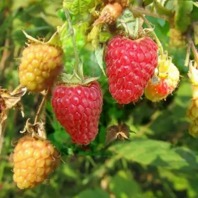 Малина РАДЗИЕВА в Мозыре