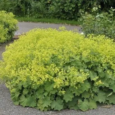 Манжетка ТРИЛЛЕР мягкая в Мозыре