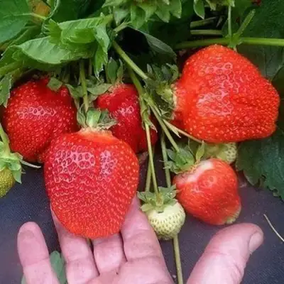 Клубника АЗИЯ в Мозыре