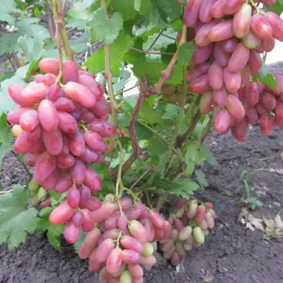 Виноград ЮЛИАН в Мозыре