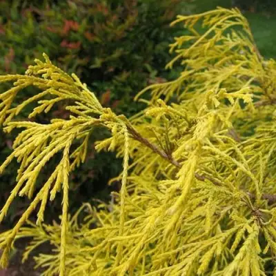 Кипарисовик ВАВЕЛ горохоплодный в Мозыре