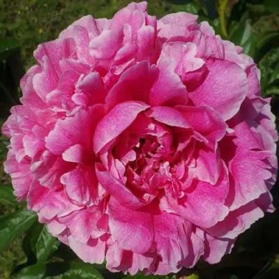 Пион ЗЕ ФОН травянистый в Мозыре