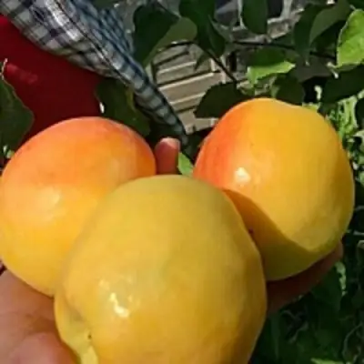 Яблоня АНТОНОВКА ЗОЛОТАЯ в Мозыре