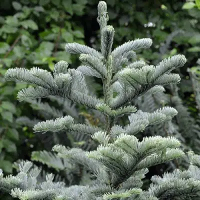 Пихта благородная в Мозыре