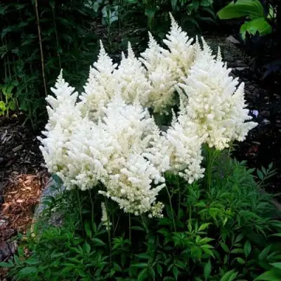 Астильба ДОЙЧЛАНД японская в Мозыре