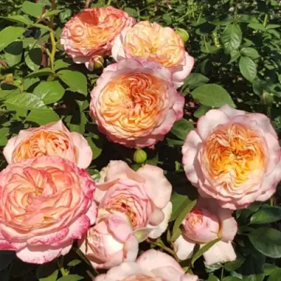 Роза СУРИР ДЕ ХАВР чайно-гибридная в Мозыре