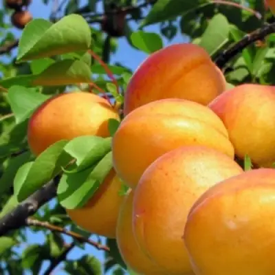 Абрикос ЭДЕЛЬВЕЙС в Мозыре