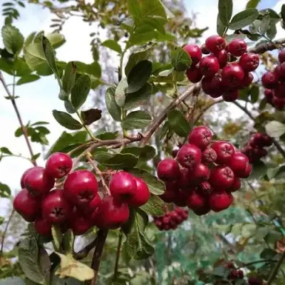 Рябина ГРАНАТНАЯ сладкоплодная в Мозыре