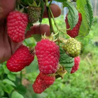 Малина ЛЯЧКА (ЛАШКА, ЛЯШКА) в Мозыре