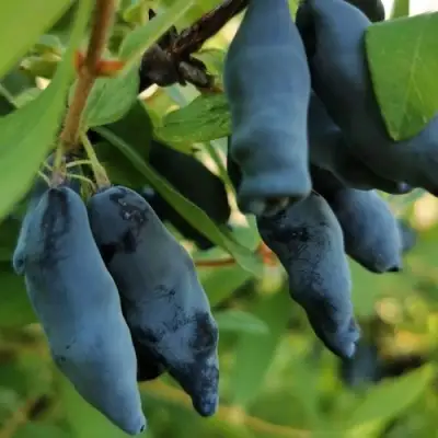 Жимолость съедобная СИЛЬГИНКА в Мозыре