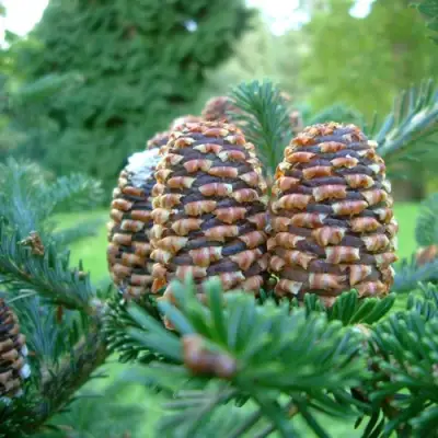 Пихта ФРАЗЕРА в Мозыре