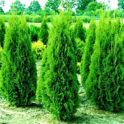 Туя ВИДМАНТ западная в Мозыре