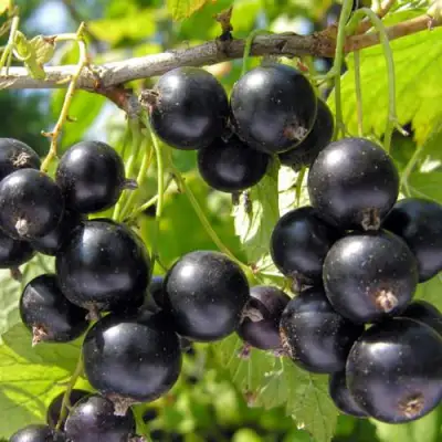 Смородина черная ГАМАЮН в Мозыре