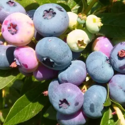 Голубика ЭЛИЗАБЕТ в Мозыре