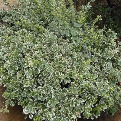 Бересклет ЭМЕРАЛЬД ГАИТИ форчуна  в Мозыре