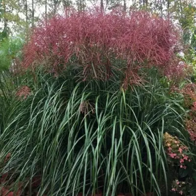 Мискантус МАЛЕПАРТУС китайский  в Мозыре