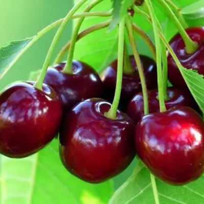 Вишня ВЯНОК в Мозыре