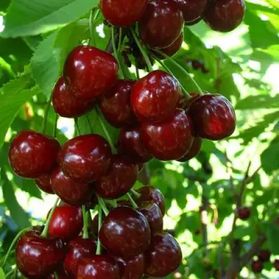 Вишня ВОСТОРГ колонновидная в Мозыре