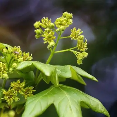 Клен полевой в Мозыре