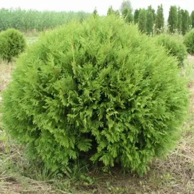 Туя ГЛОБОЗА западная в Мозыре
