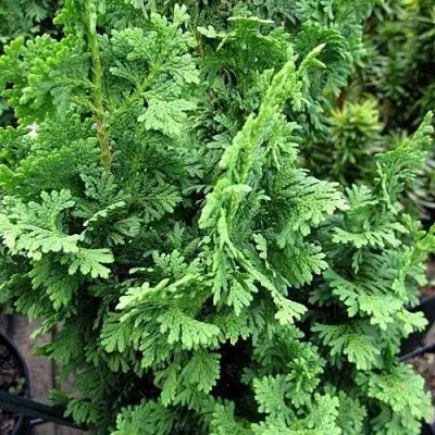 Туя ЗМАТЛИК западная в Мозыре