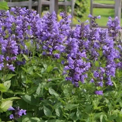 Котовник БЛЮ ДРИМС полусидячий в Мозыре