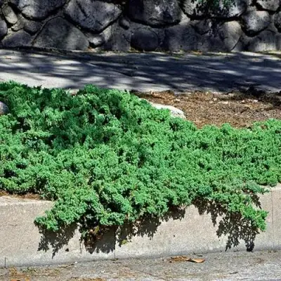 Можжевельник НАНА лежачий в Мозыре