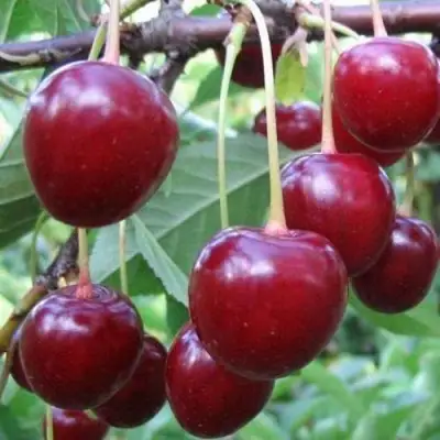 Вишня ТУРГЕНЕВКА в Мозыре