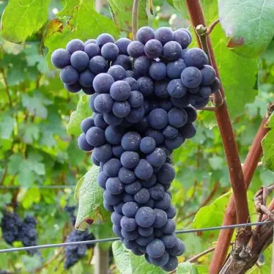 Виноград МУКУЗАНИ в Мозыре