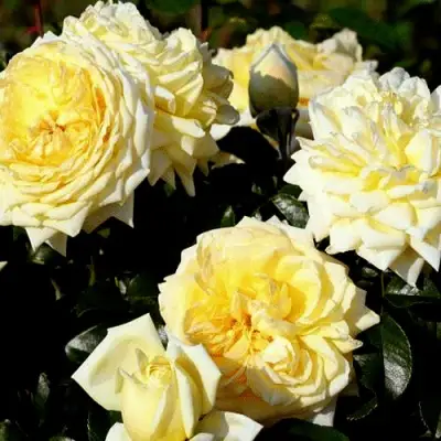 Роза НАДЯ МЕЙДИЛАНД почвопокровная в Мозыре