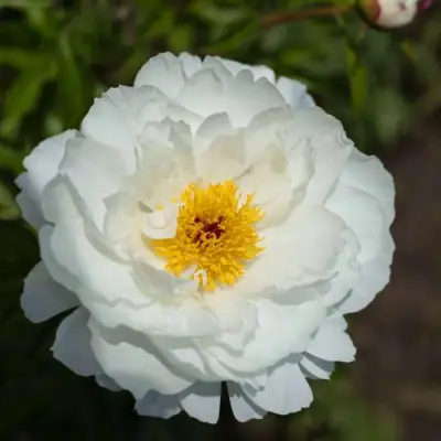 Пион МИСС АМЕРИКА травянистый в Мозыре