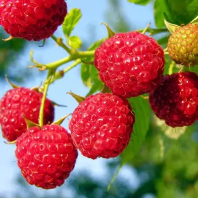 Малина МЕТЕОР в Мозыре