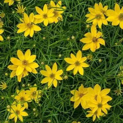 Кореопсис мутовчатый в Мозыре