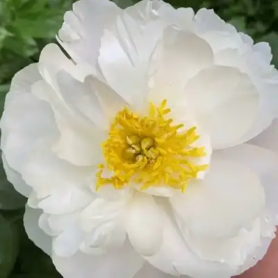 Пион ДУБЛИН травянистый в Мозыре