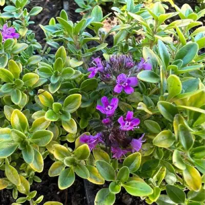 Тимьян АРЧЕРЗ ГОЛД в Мозыре