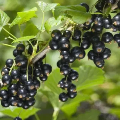 Смородина черная БЕН КОНАН в Мозыре