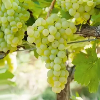 Виноград КИШМИШ МУСКАТНЫЙ в Мозыре