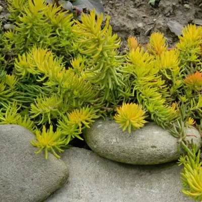 Очиток (седум) АНГЕЛИНА оттогнутый в Мозыре