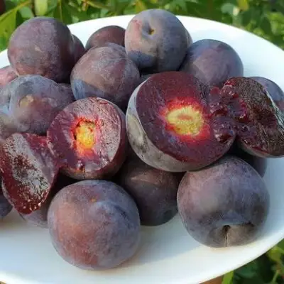 Сливово-вишневый гибрид МЕЙНОР в Мозыре