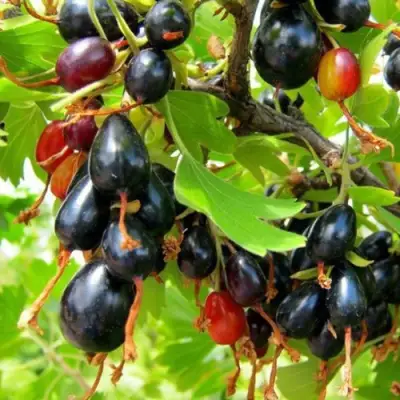 Смородина золотистая БОКАЛИНСКАЯ в Мозыре